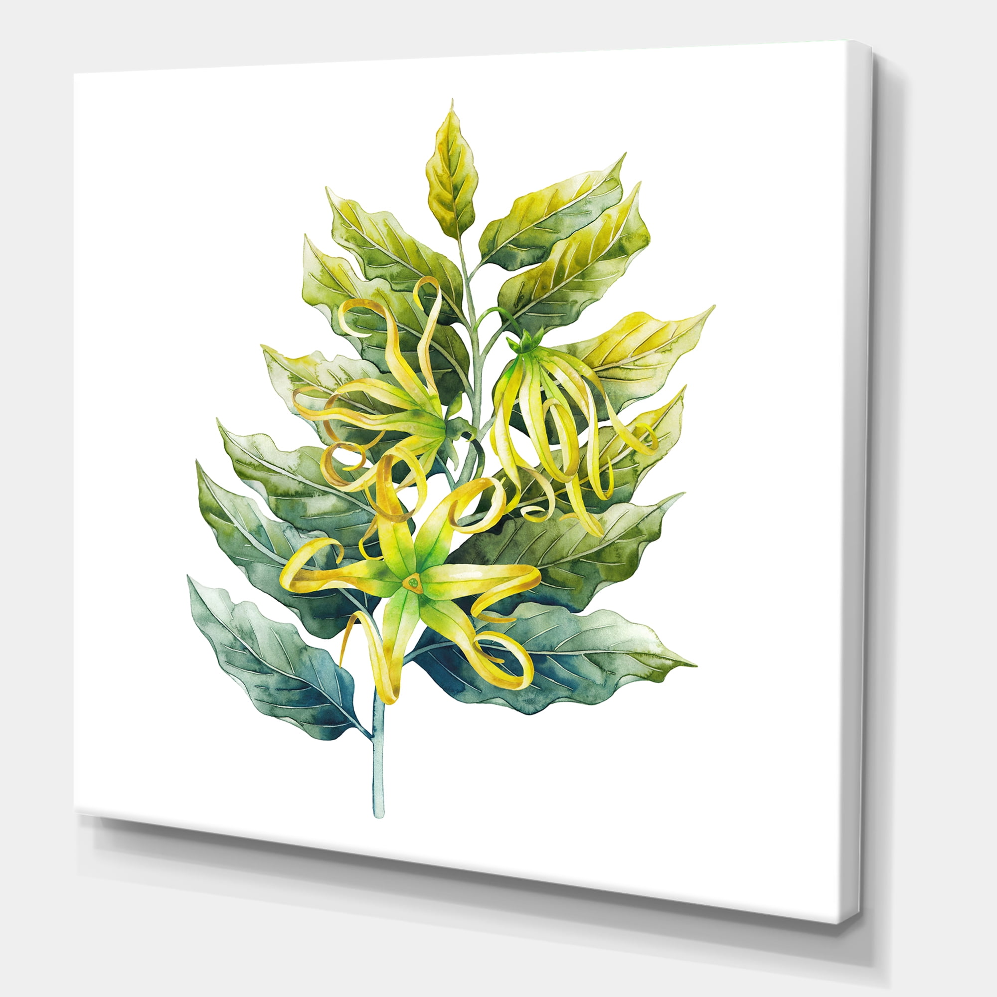 Designart ' Ylang Ylang Flower On White ' Traditional Canvas Wall Art Print