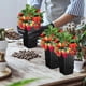 thumbnail image 4 of Macetas altas para vivero, 20 unidades, macetas profundas para vivero, macetas altas para plántulas, flores, plantas, plántulas, injertos, macetas para vivero., 4 of 5