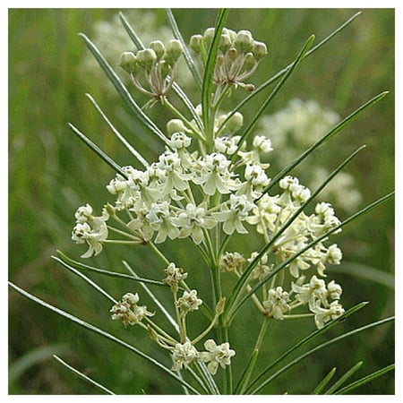 Everwilde Farms - 1 oz Whorled Milkweed Native Wildflower Seeds - Gold Vault Bulk Seed Packet