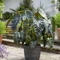 thumbnail image 1 of TASC Flower Bulbs Colocasia Aloha  (1 Bulbs), 1 of 1