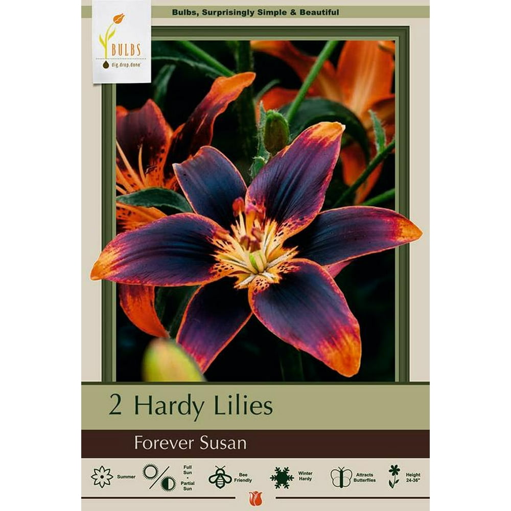 Forever Susan Asiatic Lily 2 Bulbs 14/16 cm Orange & Plum Walmart