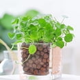 thumbnail image 5 of Guijarros de arcilla expandida de 1 cuarto de galón, bolas de arcilla de 8 mm a 14 mm para plantas, acuaponía y otros elementos esenciales de jardinería., 5 of 5