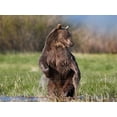 thumbnail image 2 of Fitzharris, Tim 32x25 White Modern Wood Framed Museum Art Print Titled - Grizzly bear, 2 of 4