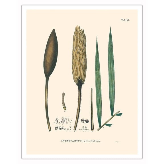 Corioco Palm Tree (Astrocaryum Gynacanthum) - Vintage Botanical Illustration by Carl Friedrich Philipp von Martius c.1820s - Fine Art Matte Paper Print (Unframed) 11x14in