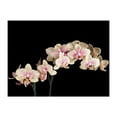 thumbnail image 3 of Tiptophomedecor Floral Wallpaper Wall Mural - Blooming Orchid, 3 of 4