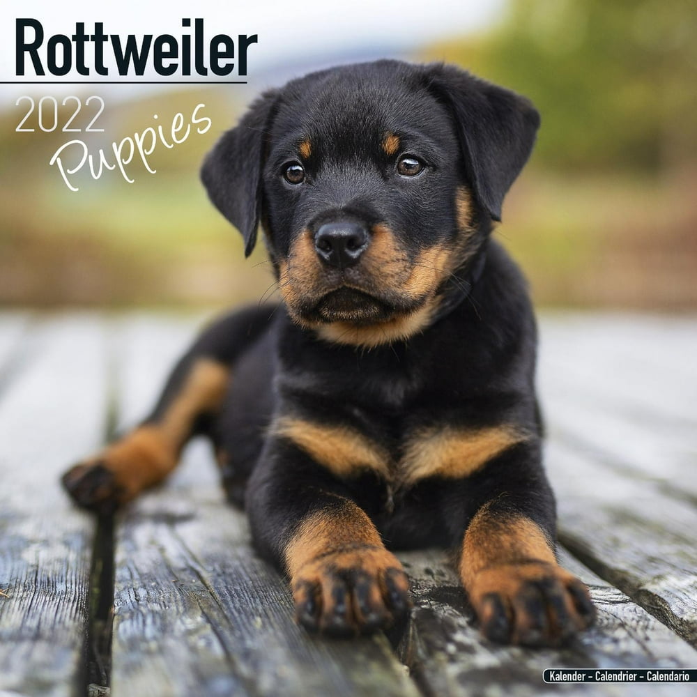 Rottweiler Puppies Calendar 2022 - Rottweiler Puppies Dog Breed