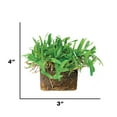 thumbnail image 2 of SodPods St Augustine Palmetto Grass Plugs (32 Count) Natural, Affordable Lawn Improvement, 2 of 5