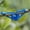 Blue, variant on Training Clips Adjustable Low Stress Training Benders for Hydroponic Branch Support and Garden Canopy Shaping