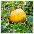 thumbnail image 2 of Everwilde Farms - 1 oz Minnesota Midget Melon Seeds - Gold Vault Bulk Seed Packet, 2 of 2