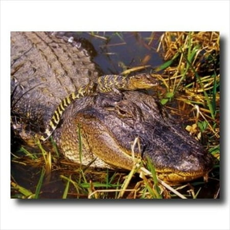 Very Cute Baby Pictures - Alligator Cute Baby On Head Wall Picture Art Print