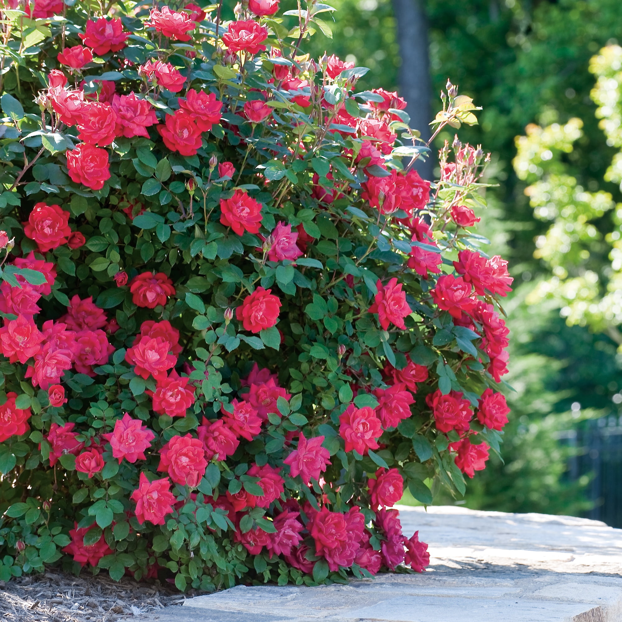 The Knock Out® Family of Roses 'The Red Double Knock Out® Rose' Live Shrub in 2-Gallon Grower Pot