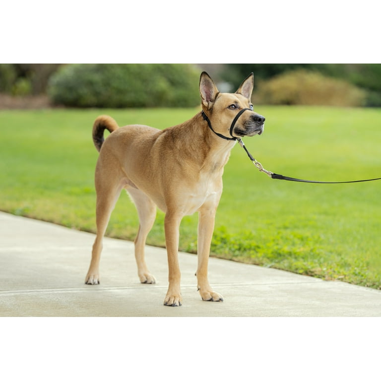 Gentle Leader® Headcollar, No-Pull Dog Collar