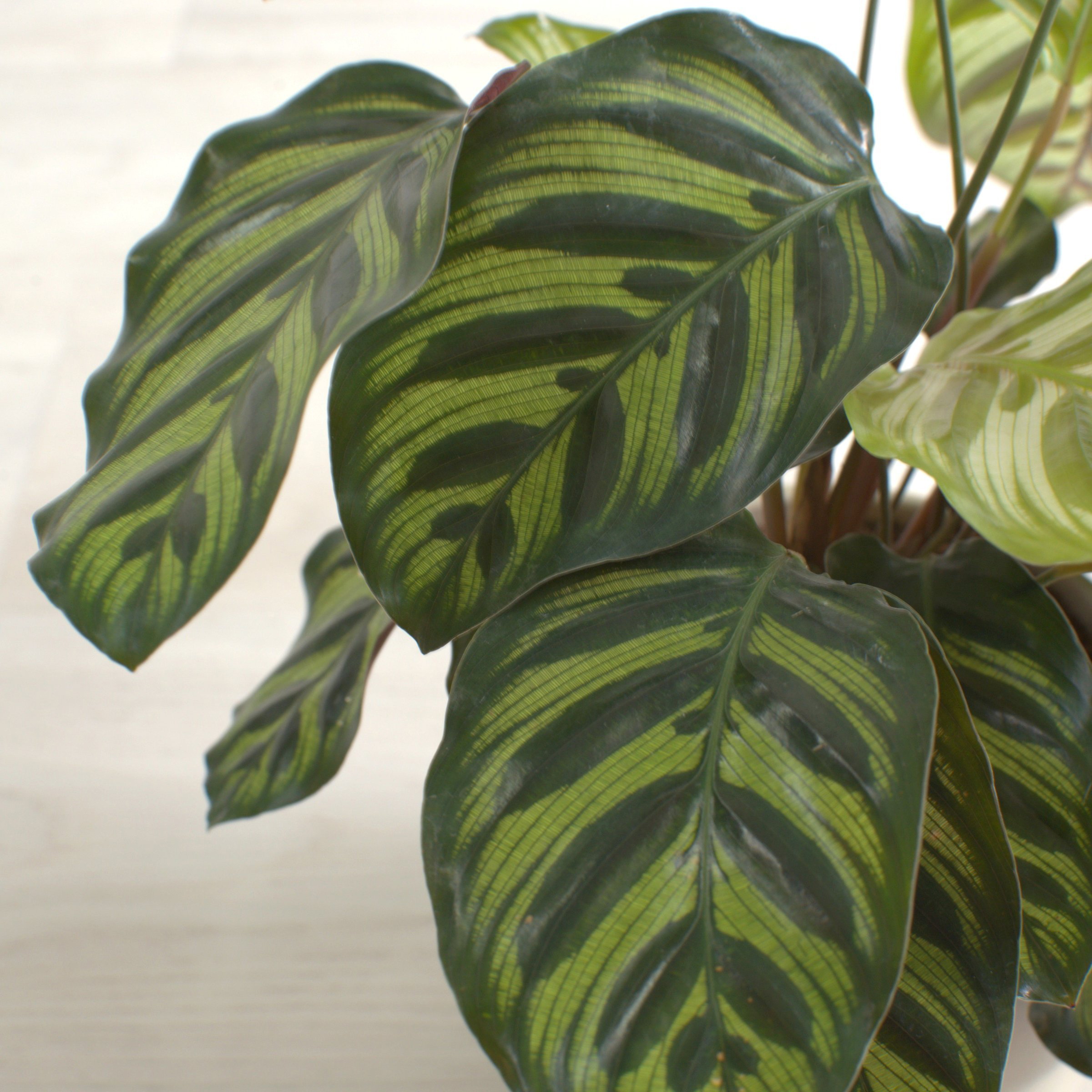 6 in. Calathea Makoyana Plant in Grower Container