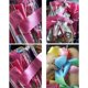 thumbnail image 5 of 2 m 4 m 6 m Colourful Exercise Bands Dance Band Rhythmic Art Gymnastics Ballet Streamer Twirling Rod Rainbow Stick Training Red 6m Ref: 2822, 5 of 5