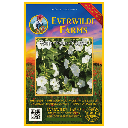 Everwilde Farms - 50 White Four O Clock Garden Flower Seeds - Gold Vault Jumbo Bulk Seed