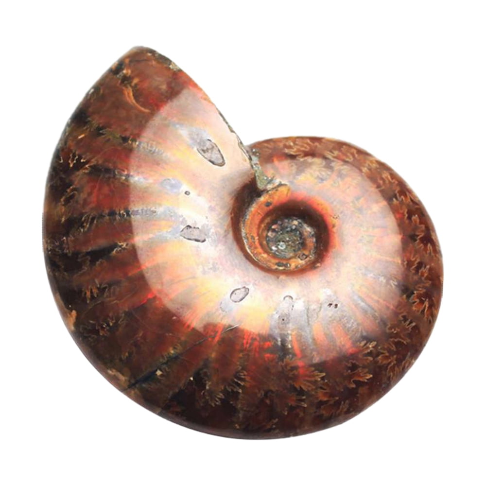 Natural Iridescent Ammonite Ammolite Facet Specimen Fossil Madagascar 