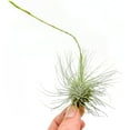 thumbnail image 2 of ragnaroc Live Air Plants - Tillandsia Argentea, Regular 2-3" - 5ct - Live Arrival Guaranteed - House Plants for Home Decor & Gift, 2 of 3