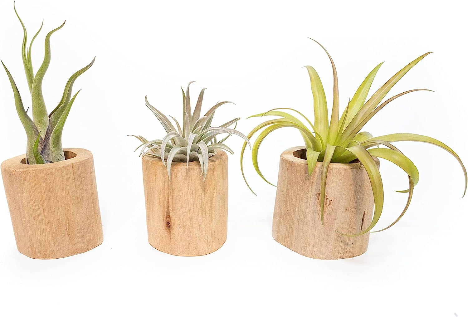 Air plant shop Driftwood Containers with Large Assorted Air Plants- Wholesale and Bulk - Succulents - Live Tillandsia - Easy Care Indoor and Outdoor House Plants (Pack of 3)