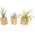 thumbnail image 3 of Air plant shop Driftwood Containers with Large Assorted Air Plants- Wholesale and Bulk - Succulents - Live Tillandsia - Easy Care Indoor and Outdoor House Plants (Pack of 5), 3 of 12