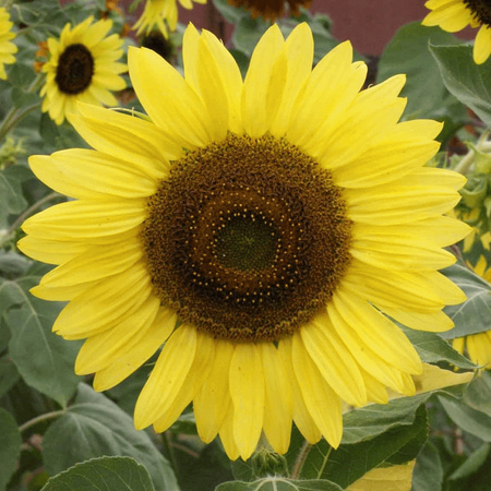 Everwilde Farms - 50 Lemon Queen Sunflower Garden Flower Seeds - Gold Vault Jumbo Bulk Seed