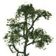 thumbnail image 2 of 5 Piezas 9 Cm 1: 150 árbol Modelo Sicomoro Paisaje para Decoraciones de Ferrocarriles de Tren Modelo, 2 of 7