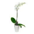 thumbnail image 2 of KaBloom : One Phalaenopsis Orchid Plant White (1 ) in a 5-inch Pot, Next-Day Delivery., 2 of 5