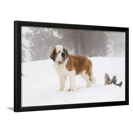 Saint Bernard in Snow by Coniferous Trees, Foggy Mountains of Southern California, USA Framed Print Wall Art By Lynn M. (Best Shade Trees For Southern California)