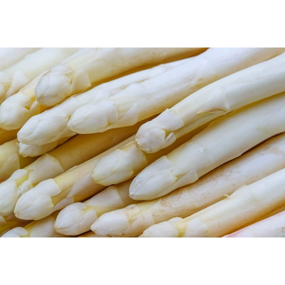 CZ Grain 50  White Asparagus Seeds for Planting, Rare, Exotic