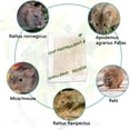 thumbnail image 4 of Tasajee 10 Pack Indoor Mice Repellent Rodent Repellent Natural Peppermint Mouse Repellent Pouches Rat Repellent for Car Engines, House, 4 of 7
