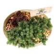 thumbnail image 4 of Mini bonsai vivo en maceta por pieza, 4 of 4