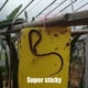 thumbnail image 4 of 200XPlaca Adhesiva Trampa para Moscas Doble Cara Adhesivo Anti Insectos Thrip (10x20), 4 of 8