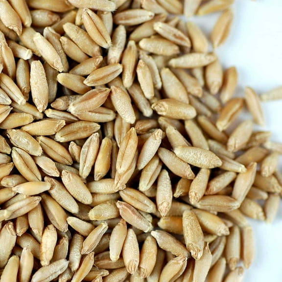 Triticale Grain Seeds - 1 Lb - Non-GMO, Organic - Hybrid of Wheat & Rye - Sprouting & Cover Crop Seed