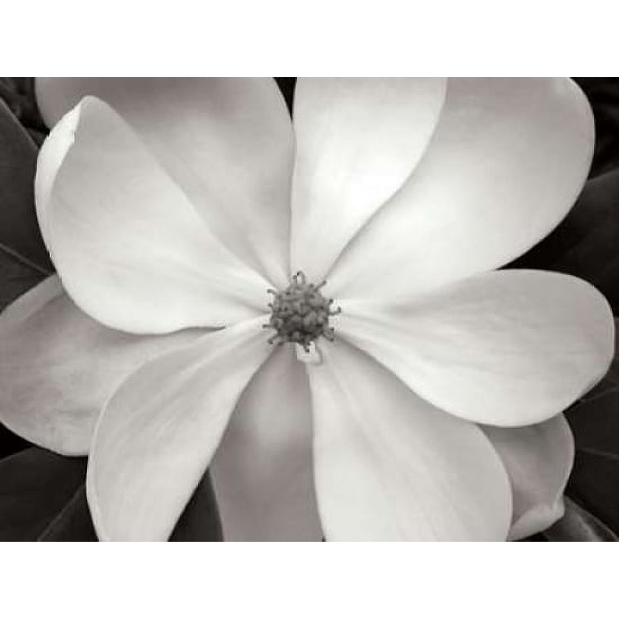 Magnolia I Canvas Art - Jim Christensen (18 x 24)