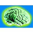 thumbnail image 2 of Loftus Glowing Alien Organ Brain Halloween Decoration Prop, Green, 2 of 2