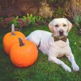 thumbnail image 5 of 1 x Dog Bow Tie, Dog Collar with Detachable Bow Tie, Halloween Pet Accessories, 5 of 5
