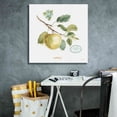 thumbnail image 5 of Epic Graffiti 'My Greenhouse Fruit IV' by Lisa Audit, Canvas Wall Art, 26"x26", 5 of 8