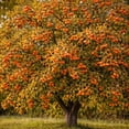 thumbnail image 5 of American Persimmon Tree Live Plants (3 Pack) – Sweet Orange Fruit Tree for Home Garden – Cold Hardy, Easy to Grow, High-Yield Persimmon Variety, 5 of 6
