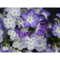 50 Lavender Beauty Phlox Seeds