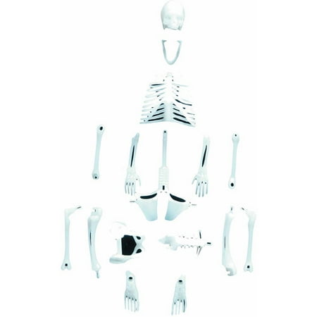 Glowing Skeleton - Glowing Human Skeleton