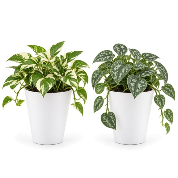 United Nursery Live Pothos N Joy and Silver Satin Pothos 2-Plant Set in 4-inch White Decorative Pot