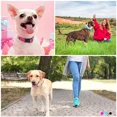 thumbnail image 6 of Jumpress Reflective Dog Collar and Leash set,Durable Padded Large Dog Collar & 5ft Leash, Hot Pink,L, 6 of 7