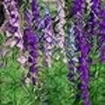 thumbnail image 3 of Outsidepride Delphinium Larkspur Fusée Fleurs Sauvages - 1 LB, 3 of 4