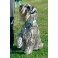 thumbnail image 7 of Country Brook Petz® Green Paisley Martingale Dog Collar, Medium, 7 of 7