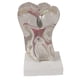 thumbnail image 2 of Modelo Molar de Modelo de para Accesorio Educativo Práctico, 2 of 7
