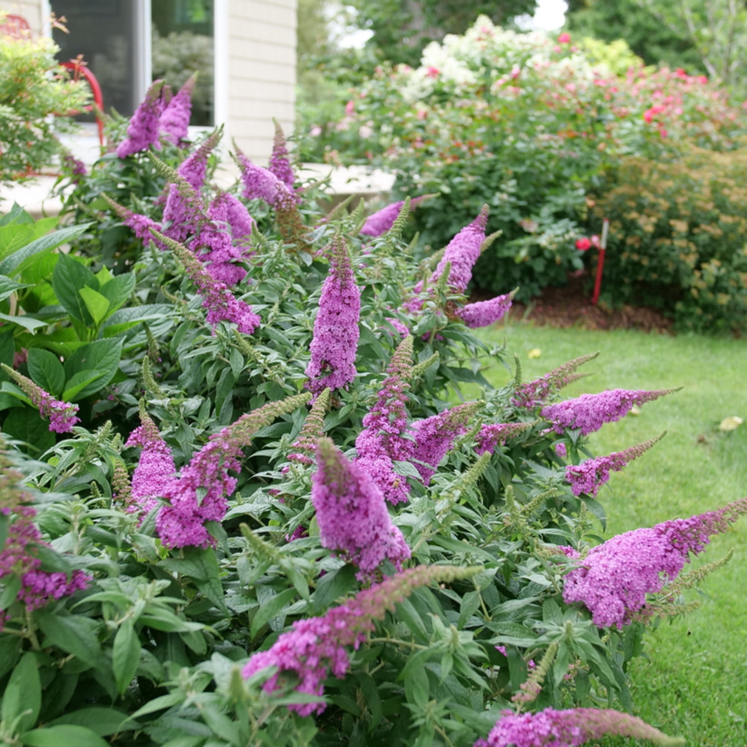 Proven Winners ColorChoice 5" Pugster Pinker Butterfly Bush Live Plant in 4.5" Pot (4 Count)
