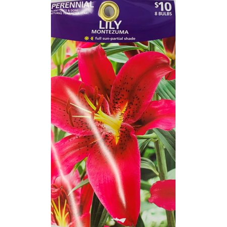 Lily Montezuma Walmart Com