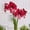 Daphne, variant on Vigorous Amaryllis Bulbs-Low Maintenance for Winter Blooms-Ideal for Indoor, Plant Pots & Planters