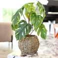 thumbnail image 3 of 15"H Split Leaf in 6" Basket, 3 of 5