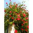 thumbnail image 3 of 40 CRIMSON BOTTLEBRUSH Callistemon Citrinus Flowering Shrub Bush Small Tree Seeds, 3 of 10