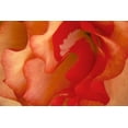 thumbnail image 4 of Rita Crane 14x11 Black Modern Wood Framed Wall Art Titled - Begonia Petals II, 4 of 6